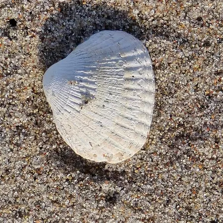 Beachfront Bliss - By Traum *