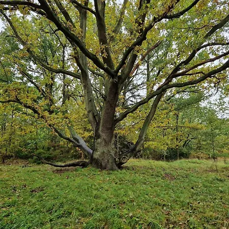 Beachfront Bliss - By Traum